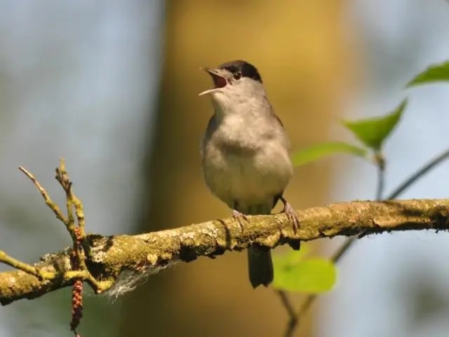Крысы взаимно обмениваются информацией об опасности