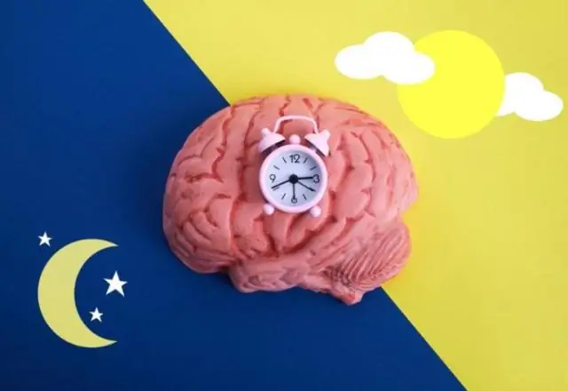 Искусственные клетки больше похожи на настоящие