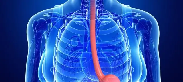 Бабушки косаток повышают выживаемость телят: Бабушки косаток в постменопаузе повышают шансы на выживание своих детенышей