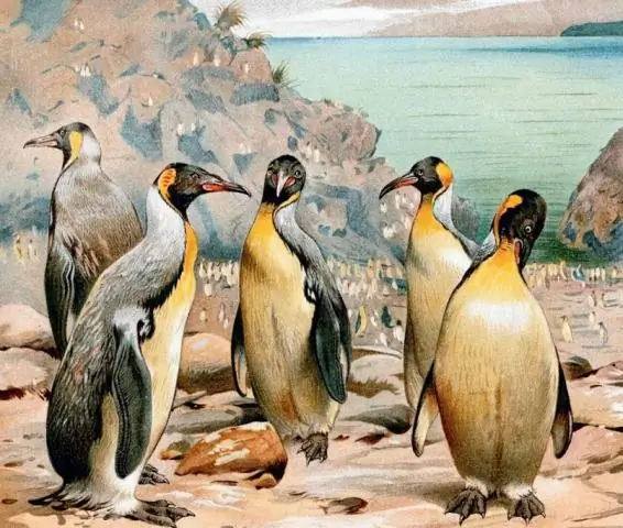 Когда пингвины правили после смерти динозавров: остров Чатем - недостающее звено в эволюции
