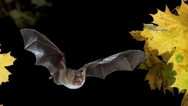 Иллюминация выгоняет летучих мышей из пещер: цвет света не имеет значения