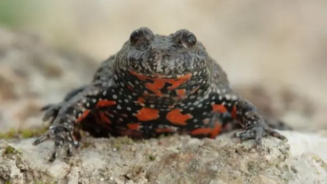 Раскрытие того, как панголины, находящиеся под угрозой исчезновения, или «чешуйчатые муравьеды», переваривают пищу