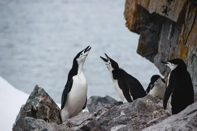 Высокоточная карта рельефа дна антарктического ледяного щита: новые данные помогут ученым предсказать влияние изменения климата на замерзший континент