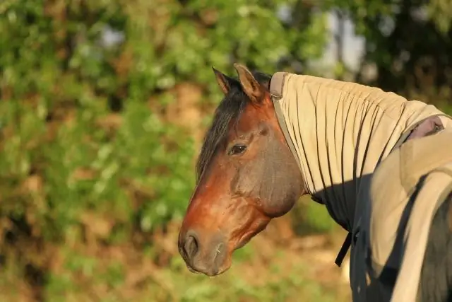 Новые мишени для лечения вируса Нипах