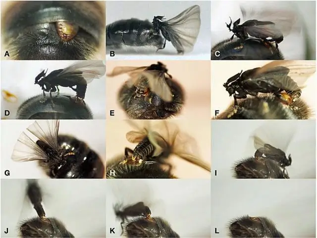 Самки лунного гуся соревнуются за размножение