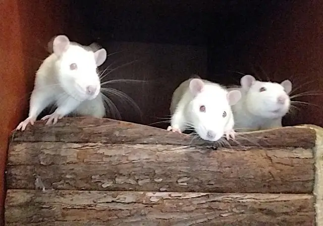 Уход из дома полезен для самцов белок, но не для самок, показывают исследования