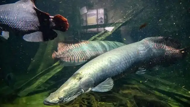 Ископаемые раковины свидетельствуют как о глобальном загрязнении ртутью, так и о потеплении, когда погибли динозавры