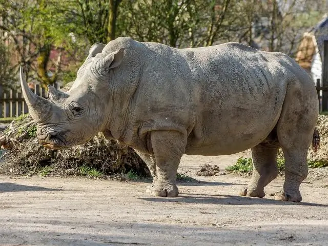 Южным белым носорогам угрожают инцест и фрагментация среды обитания: целенаправленные меры могут помочь предотвратить эту опасность