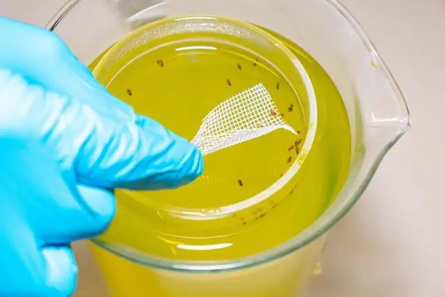 Крошечные раковины показывают, что вода у берегов Калифорнии закисляется в два раза быстрее, чем мировой океан