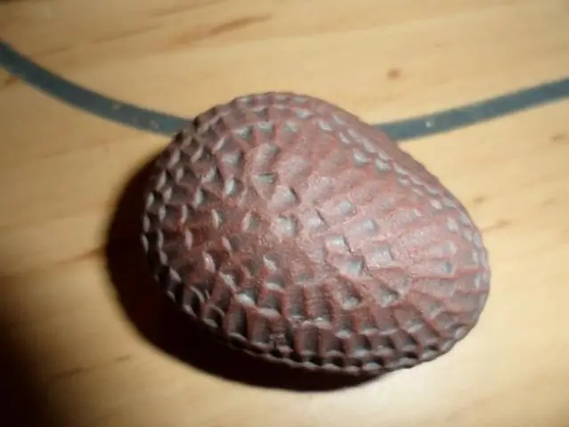 Твердый как скала? Может быть, нет, скажем, бактерии, которые помогают формировать почву