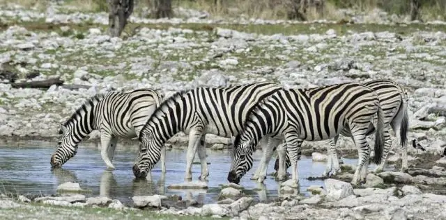 Сезонные миграции птиц смещаются раньше по мере изменения климата