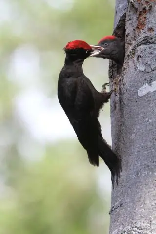 Птенцы краснокрылых дроздов замолкают, когда рядом хищники