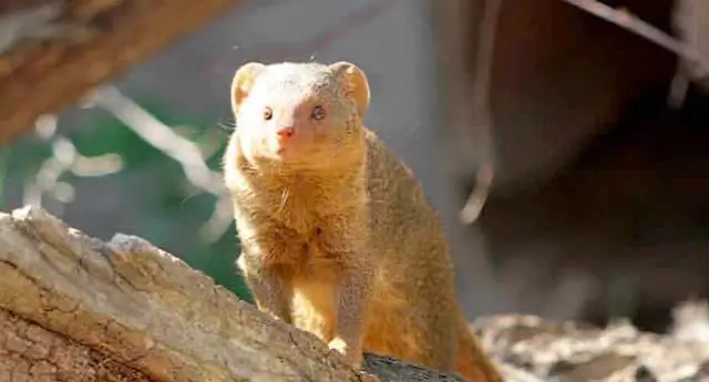 Крупные хищники и зоопарки – необходимы для маркетинга сохранения биоразнообразия