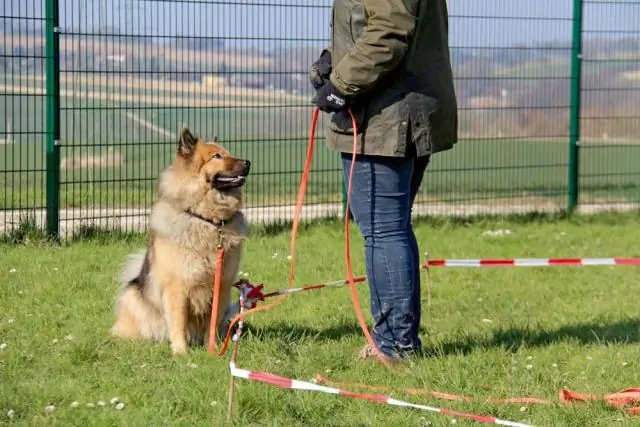 Собаки обрабатывают числовые значения в той же области мозга, что и люди: уникальный эксперимент исследует собачью «численность»