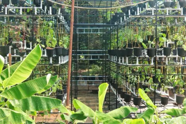 Переход на зерновые в Индии в пользу улучшения питания и устойчивого развития: как Индия может помочь себе, диверсифицировав свое растениеводство