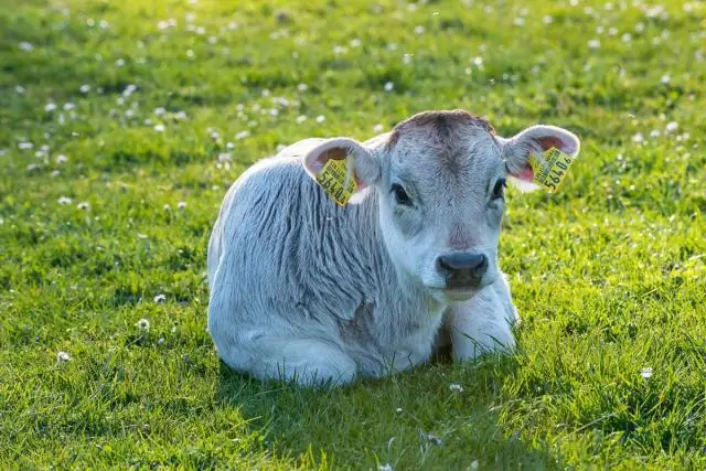 Выделиться из стада: как коровы общаются на протяжении всей своей жизни: первое свидетельство того, что коровы сохраняют индивидуальную вокализацию