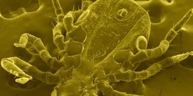 Домашние животные связывают распространение вируса между людьми и дикой природой