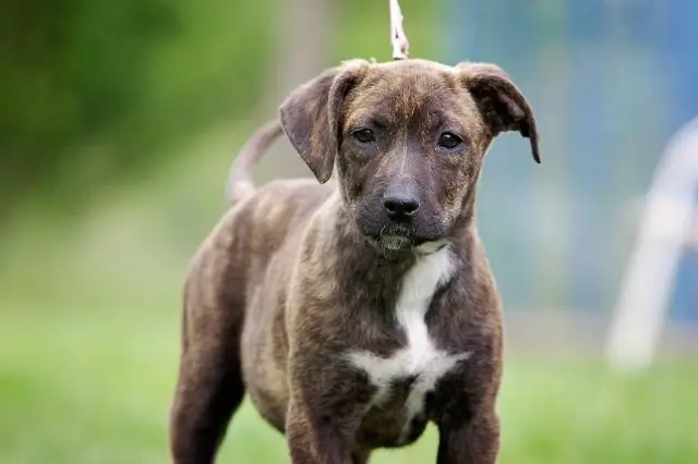 Понимание того, почему певчие птицы выбирают себе дом