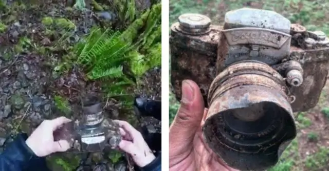 Обнаружен лес возрастом 385 миллионов лет