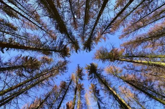 Короеды борются с патогенными грибами