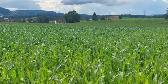 «Потерянные урожаи» могли накормить столько же, сколько и кукуруза: экспериментальное выращивание семенных культур, утерянных в истории, показывает гораздо более высокие урожаи, чем ожидалось