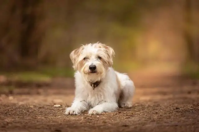 Порошок, а не газ: более безопасный и эффективный способ создать звезду на Земле