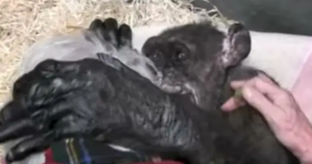 Репродуктивный успех самок шимпанзе снижается во время сильных территориальных конфликтов