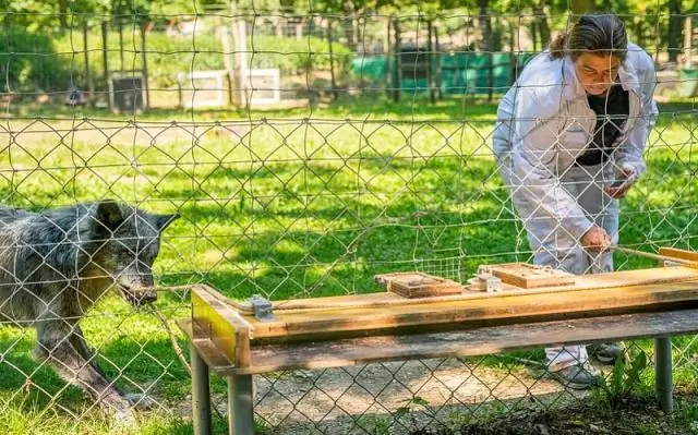 Собаки и волки умеют сотрудничать