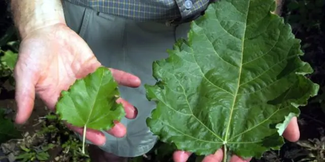 Генетически модифицированные тополя, не наносящие вреда качеству воздуха, растут так же хорошо, как и немодифицированные деревья