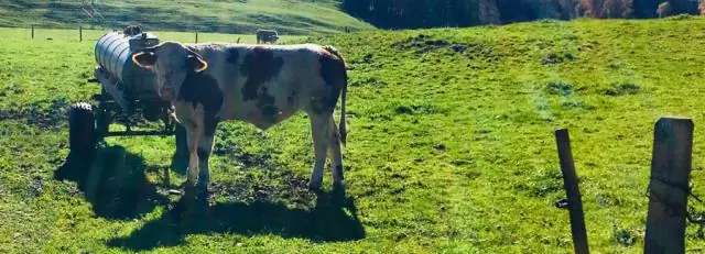 В микробиоме рубца обнаружен новый метаболический путь: у жвачных бактерия реагирует на колебания содержания натрия двумя разными дыхательными путями