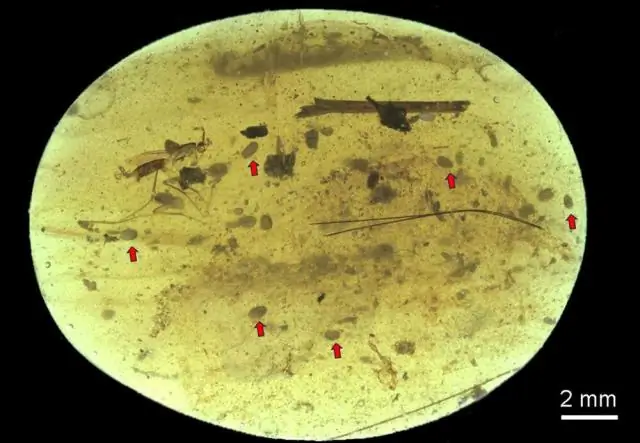 100 миллионов лет в янтаре: исследователи обнаружили самую древнюю окаменелую слизневую плесень