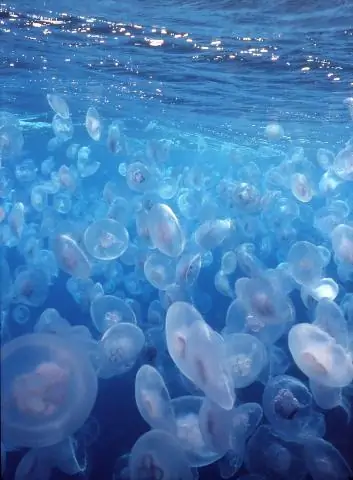 Стелеобразный зоопланктон вносит важный вклад в морской перенос углерода