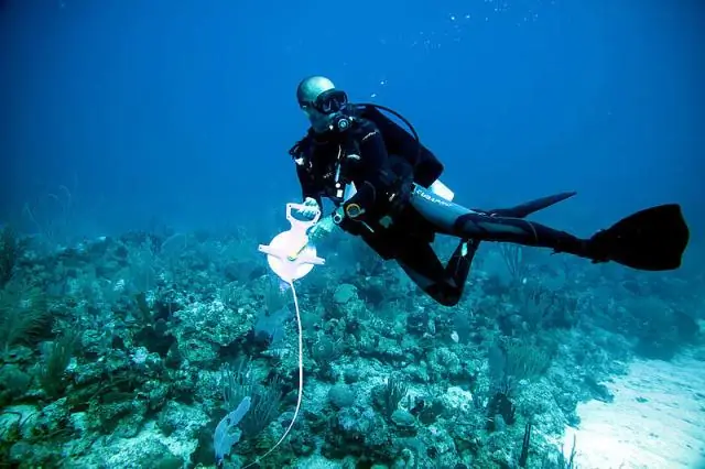 Подкисление океана повреждает чешую акулы