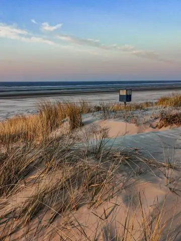 Ключевой момент для понимания эволюции китов