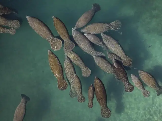 Крупные «морские травоядные» помогают поддерживать здоровье коралловых рифов: методы рыболовства, при которых выборочно вылавливаются крупные рыбы-попугаи, могут подвергнуть кораллы риску