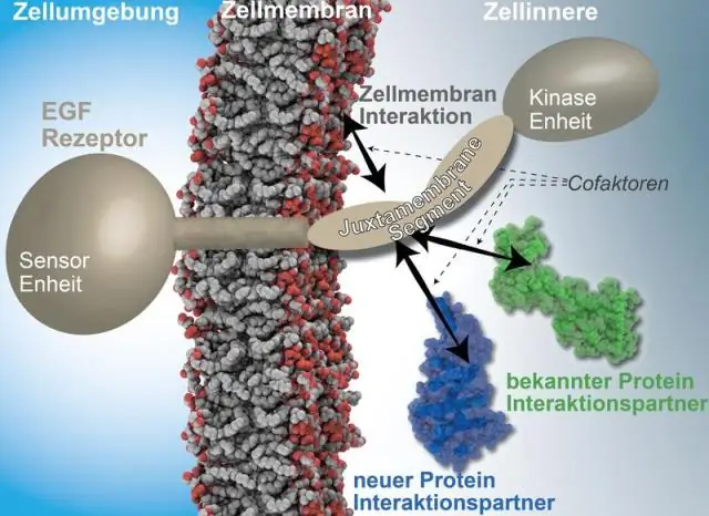 Клеточный рост: расшифрована сложная сеть потенциальных новых механизмов регуляции