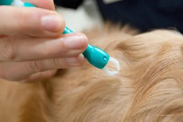 Предотвращение побочных реакций на лекарства у собак