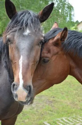 Контролируемая фаговая терапия может воздействовать на устойчивые к лекарствам бактерии, избегая при этом потенциальных непредвиденных последствий
