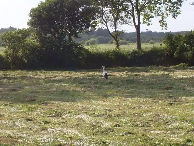 Торговля яйцами между рыбами-гермафродитами: зачем давать, когда можно просто взять?