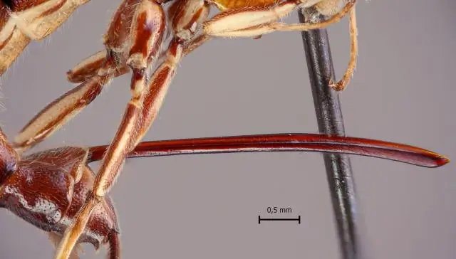 В Амазонке обнаружены новые виды паразитоидных ос, которые могут манипулировать поведением хозяина