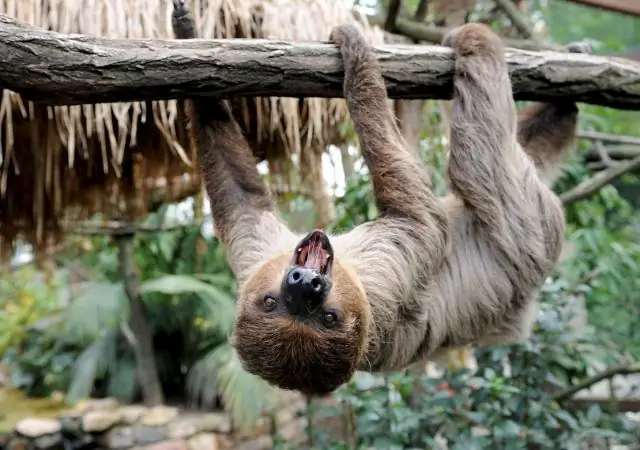 Замедленное межплитное скольжение обнаружено в Нанкайском прогибе недалеко от Японии