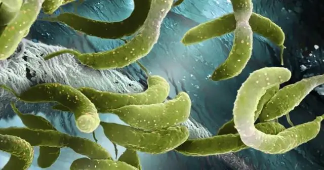 Геном морского чудовища