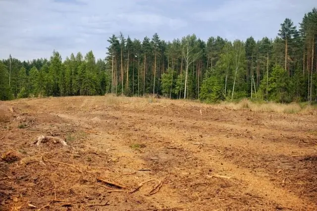 Климат может играть большую роль в биоразнообразии тропических лесов, чем обезлесение: мелкие млекопитающие в Южной Америке помогают ученым увидеть закономерности в лесах