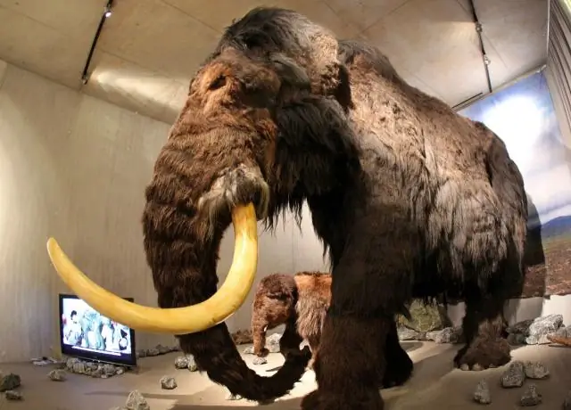 Что такое вымирающий вид?