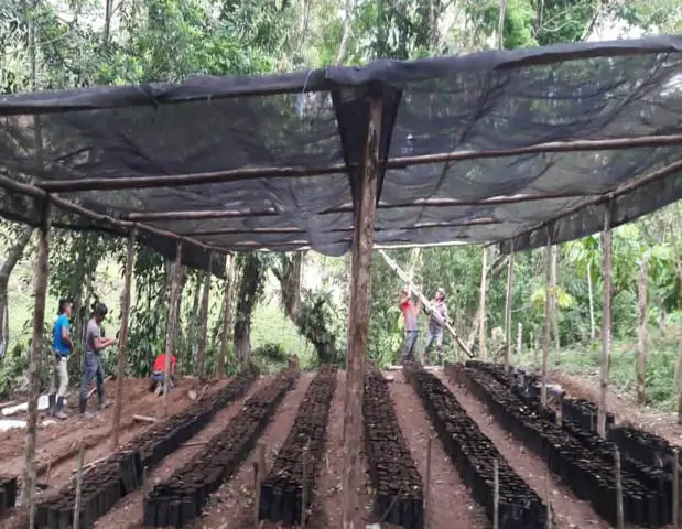 Местная доступность воды постоянно снижается после посадки леса