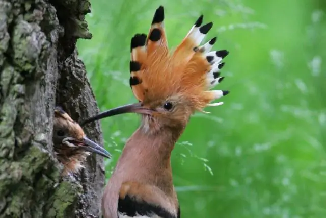 Утконос на грани исчезновения