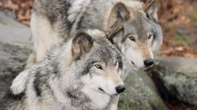 Как возникают человеческие социальные структуры: компьютерное моделирование раскрывает универсальность в наблюдениях культурной антропологии