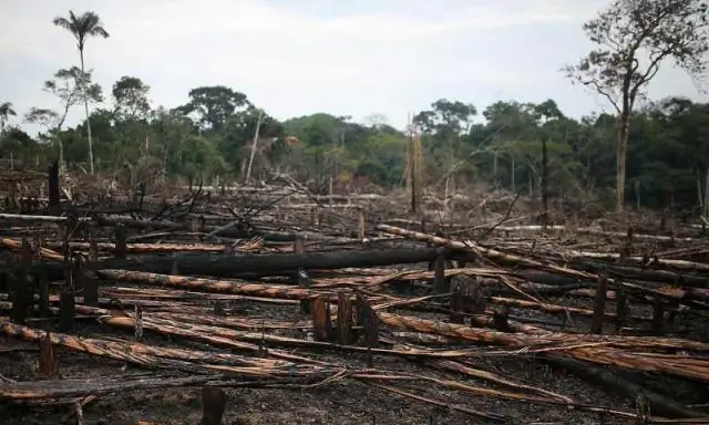 Потери гусеницы в тропическом лесу связаны с сильными дождями и перепадами температур