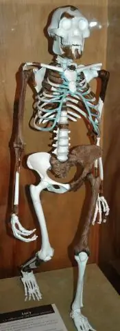 Столкновение самого старого астероида с Землей связано с «большой оттепелью»