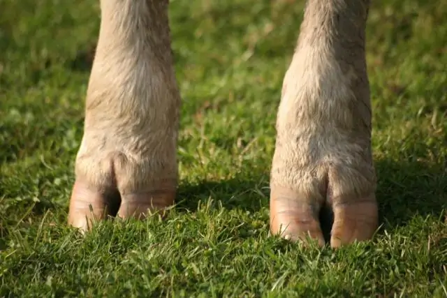 Ученые идентифицируют ген, который тормозит рост тканей: находки в червях с регенеративными способностями могут помочь методам инженерии тканей человека